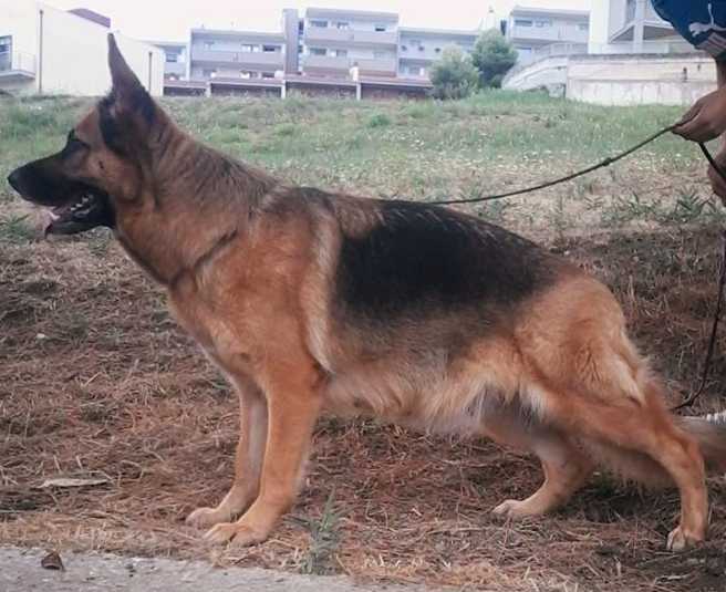 Gedi di casa sergio | German Shepherd Dog 