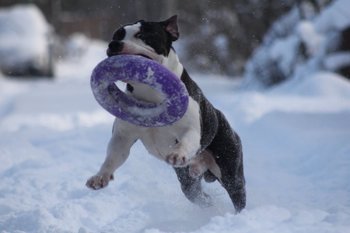 Schmidt IZ KOROLEVSTVA STAFF | American Staffordshire Terrier 