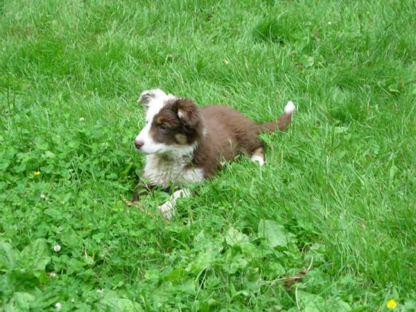 PocahonTess | Border Collie 