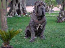 VITTORIO DELLO STRADONE VESUVIANO | Neapolitan Mastiff 