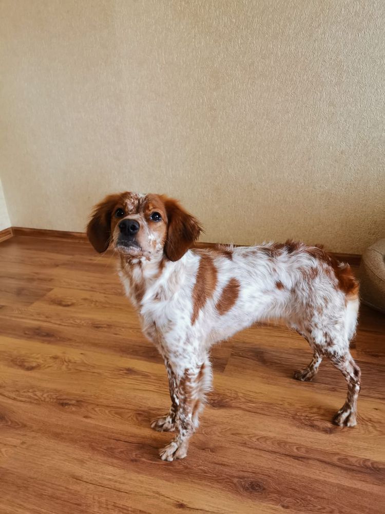 Polya Rossii VILEN | Brittany 