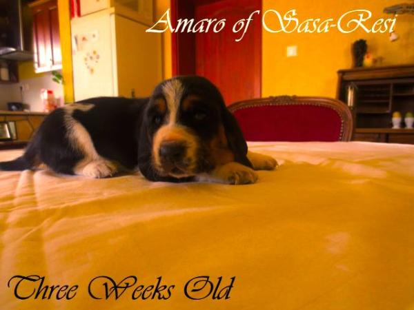 Amaro of Sasa Resi | Basset Hound 