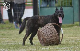 Endrix Des Fonds De Gueule | Dutch Shepherd 