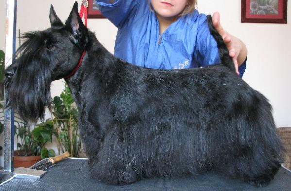 Wanka Wstanka | Scottish Terrier 