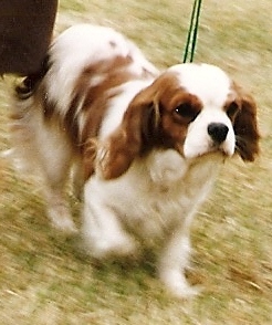 Cybelle des Marliviers | Cavalier King Charles Spaniel 