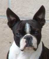 Deniro Maltesse Beauty | Boston Terrier 