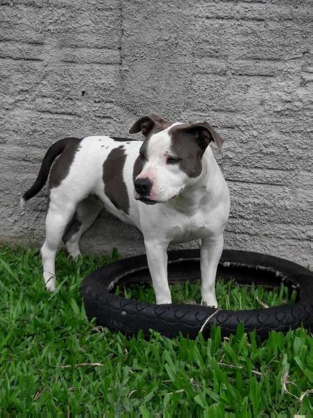 Gameness Best Shiva | American Staffordshire Terrier 