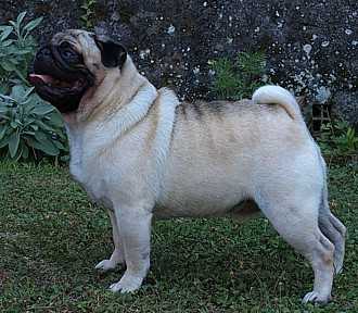 Pearlysioux Tatanka | Pug 