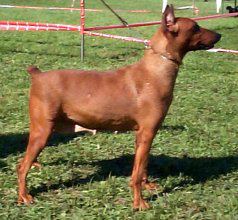 HANAIS de la Capelliere | German Pinscher 