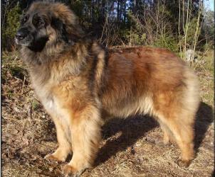 Dragongårdens Beautiful Beatrice | Leonberger 