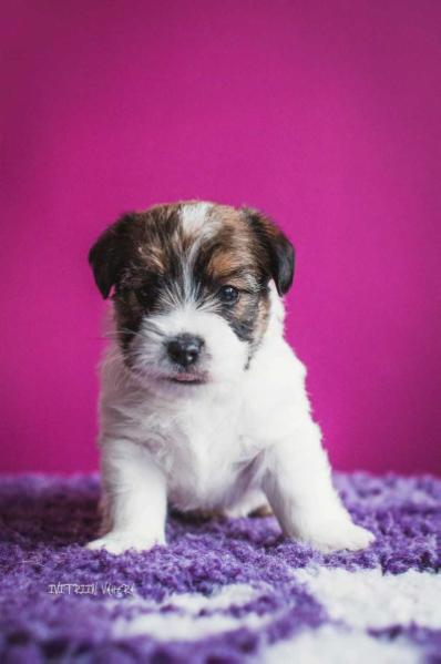 ALFABLITZ POWER OF LOVE AIKO | Jack Russell Terrier 