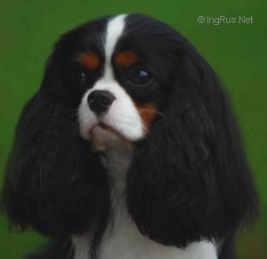 Maibee Moffat | Cavalier King Charles Spaniel 