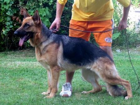 Holly von Cohinor | German Shepherd Dog 