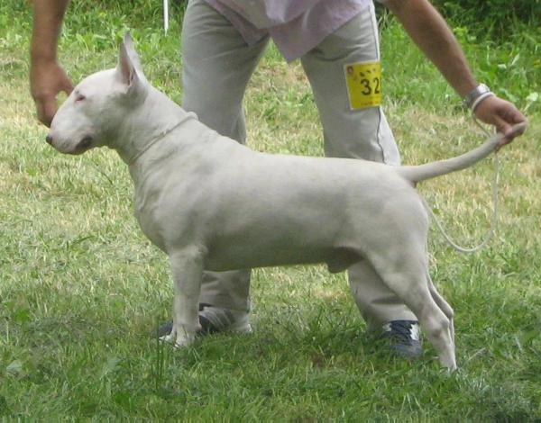 Moonflower Magic Prince | Bull Terrier 