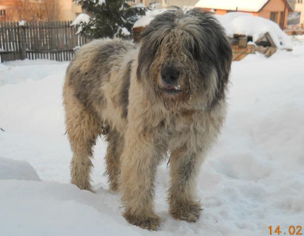 Beti | Carpathian Sheepdog 