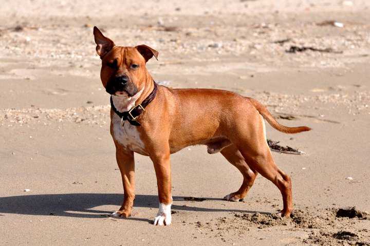 Ashita Planning JP's Benny | American Staffordshire Terrier 