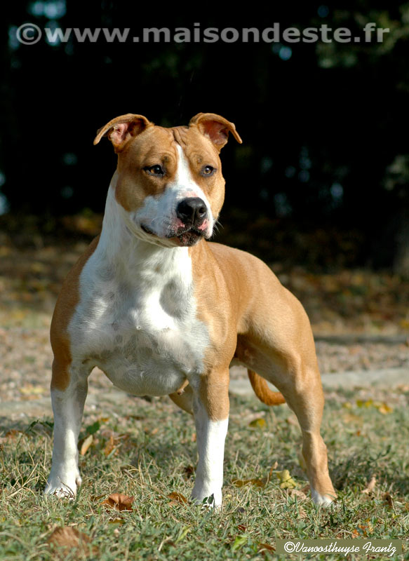 Volgane de la maison d'Este | American Staffordshire Terrier 