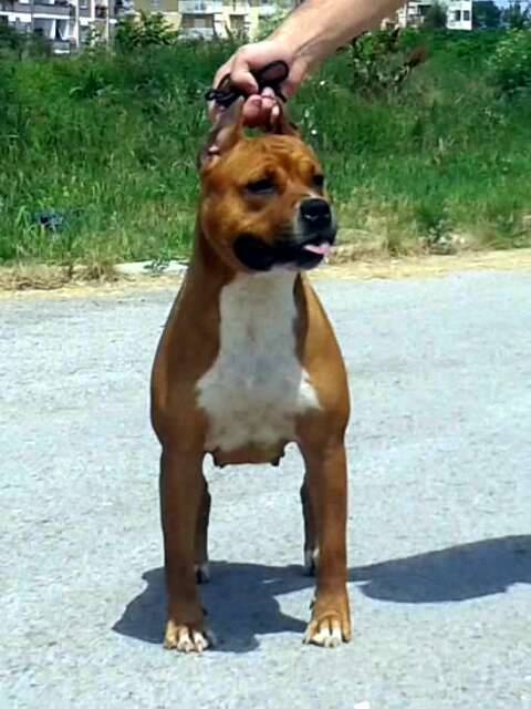Bandy Red Diamond Go To Show | American Staffordshire Terrier 