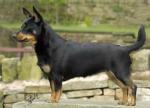 Hotpot Lady Penelope | Lancashire Heeler 