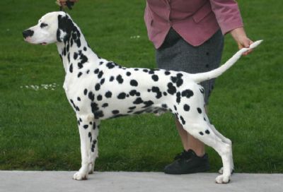 Toot's Zee Devil | Dalmatian 