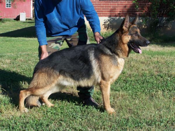 Hobby Von Alvelhaus | German Shepherd Dog 