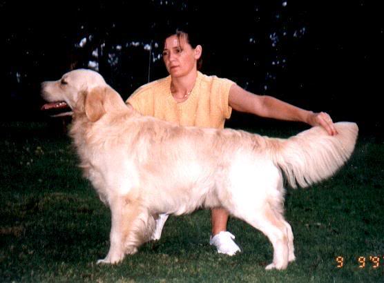Karvin Forrest Gump | Golden Retriever 