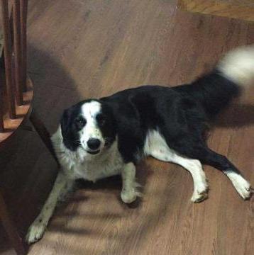 Monica's Tipper | Border Collie 