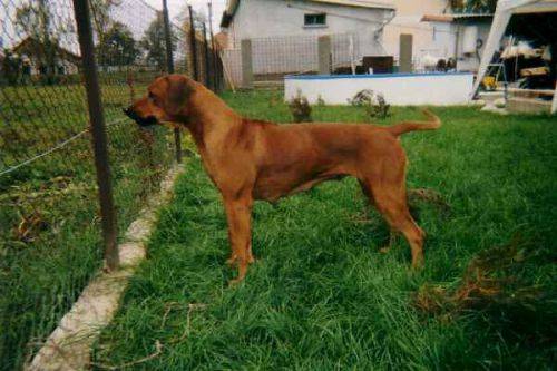 Bukavu Bashaba | Rhodesian Ridgeback 