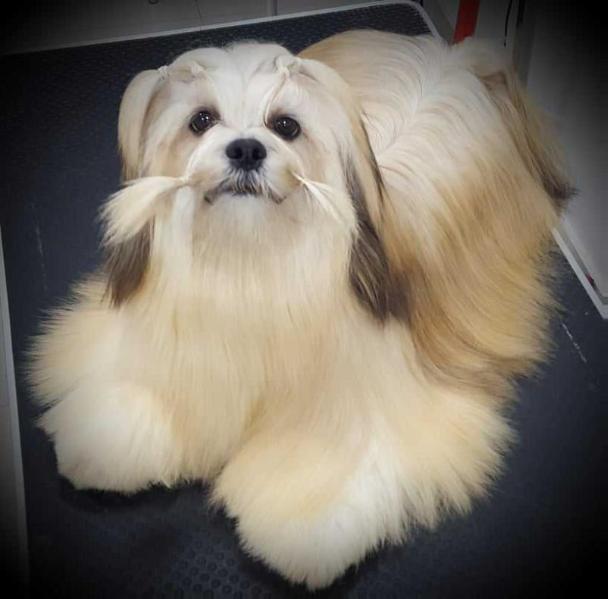 CHIC CHOIX JOHN GLENN | Lhasa Apso 