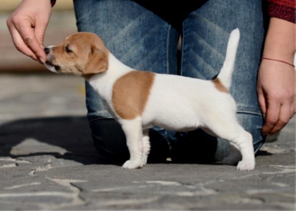 NELLY FURTADO Forward Ukraine | Jack Russell Terrier 