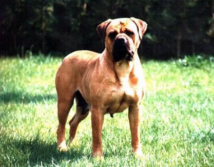 JAFRE DE AGAFA L'ASE | Bullmastiff 