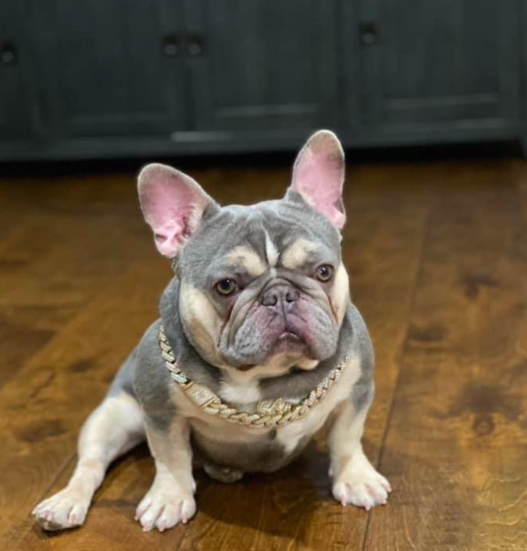 No Cap | French Bulldog 