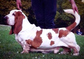 Dal pino Italian Lambrusco | Basset Hound 