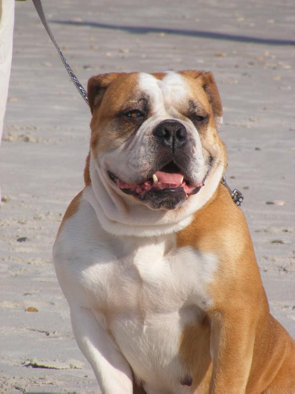 Nunley's Miss America | Olde English Bulldogge 