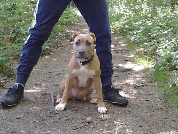 British Soul Mia | American Staffordshire Terrier 