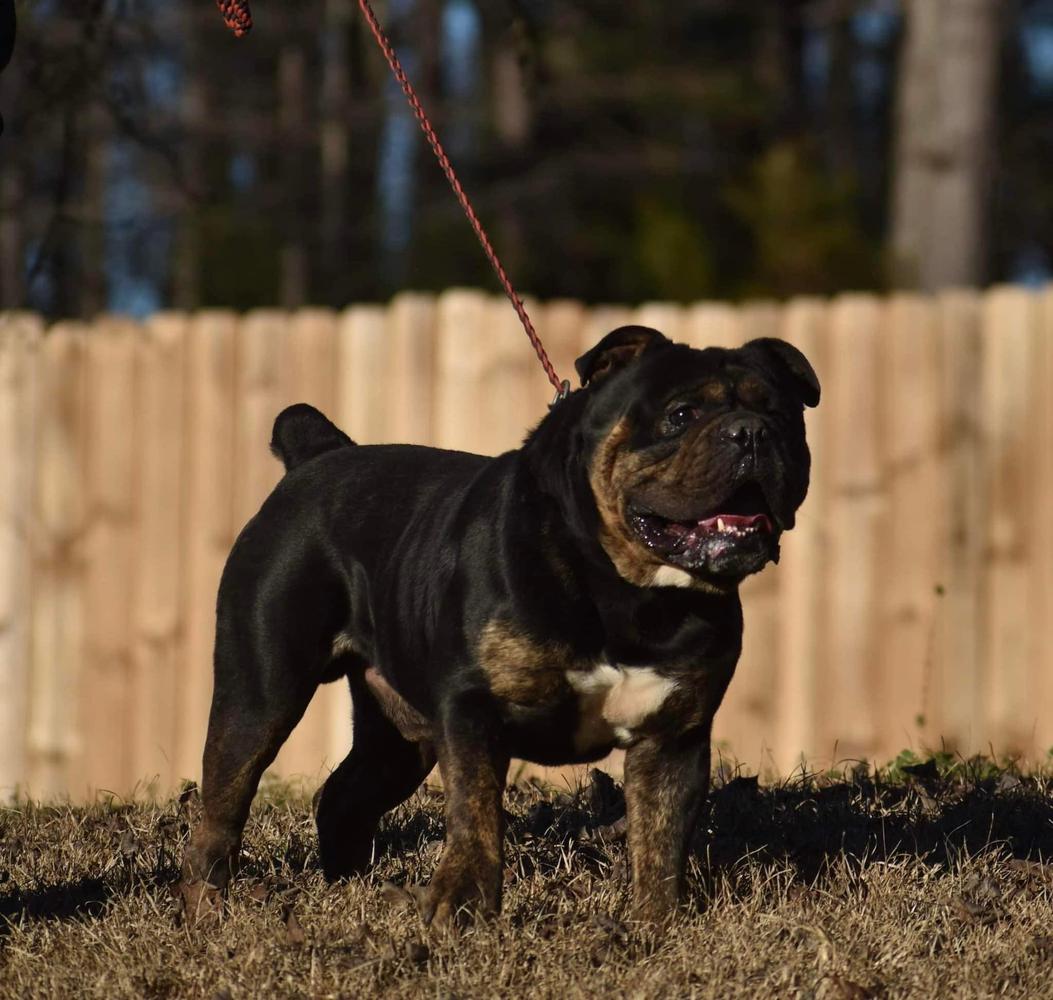 KHAOS' DOMINIC TORETTO | Olde English Bulldogge 