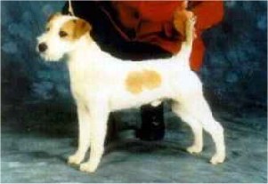 Rednock Zachery | Jack Russell Terrier 