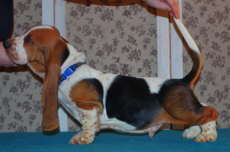 Garrett Charles Long Castle Hound | Basset Hound 