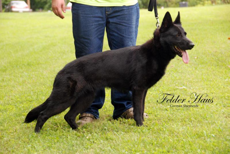 Victory z jirkova dvora | German Shepherd Dog 