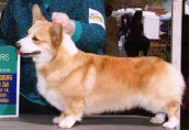 Dalarno’s Confederate Yankee | Pembroke Welsh Corgi 