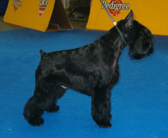 Made in Spain Lerele | Miniature Schnauzer 