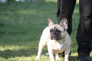 TATTO FROM IRON COUNTY | French Bulldog 