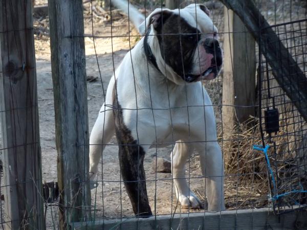 Walker's Major | American Bulldog 