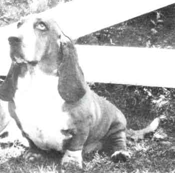 Bugle Bay's Ado Annie | Basset Hound 