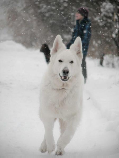 Ursula Prima Music Vencedores | White Swiss Shepherd Dog 