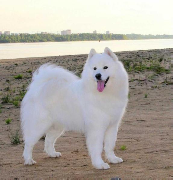 Zhelannaya Ledi Iz Moskovskoy Metely | Samoyed 