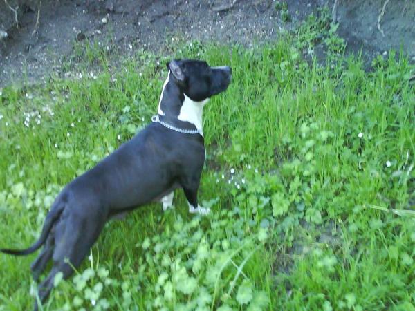 Midnight Mistress Blue Aurora | American Staffordshire Terrier 