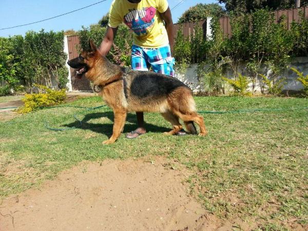 Eliote da Pinheiroca | German Shepherd Dog 