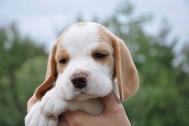 Diósgyori-Ozugró Csongor | Beagle 