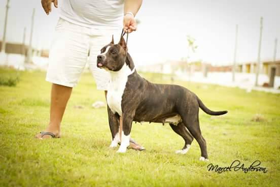 Gringa by Wytorias &amp; Demonix | American Staffordshire Terrier 